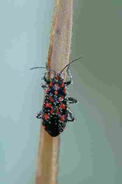 Agrandir spisax_4011.JPG