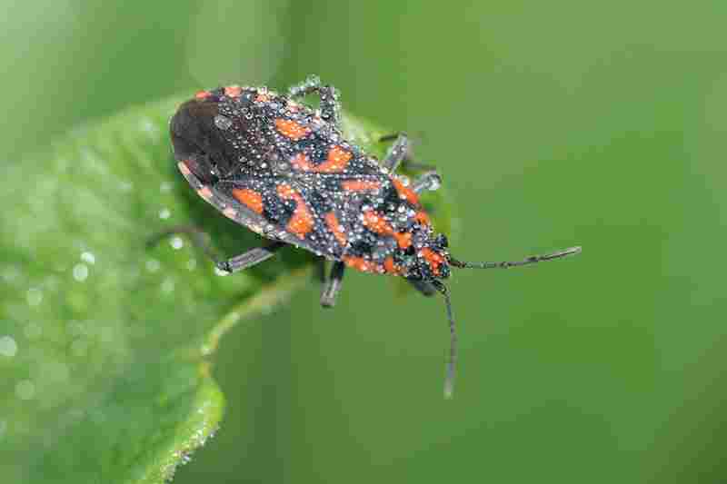 Agrandir spisax_4023.JPG