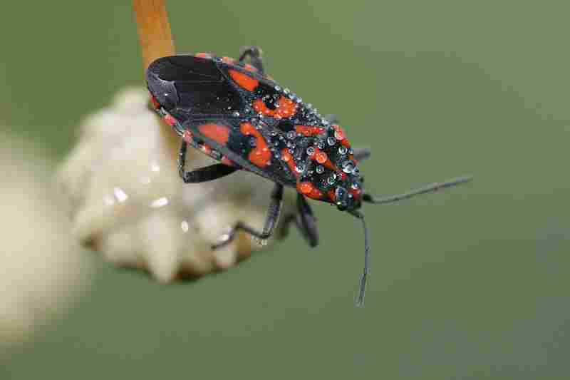 Agrandir spisax_4031.JPG