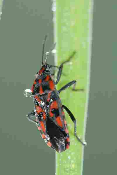 Agrandir spisax_4035.JPG