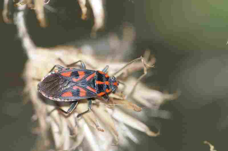 Agrandir spisax_6417.JPG