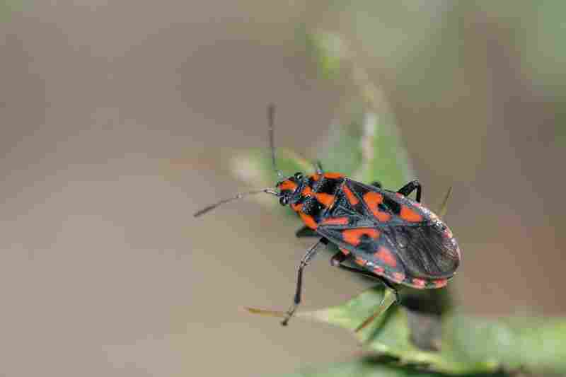 Agrandir spisax_6420.JPG