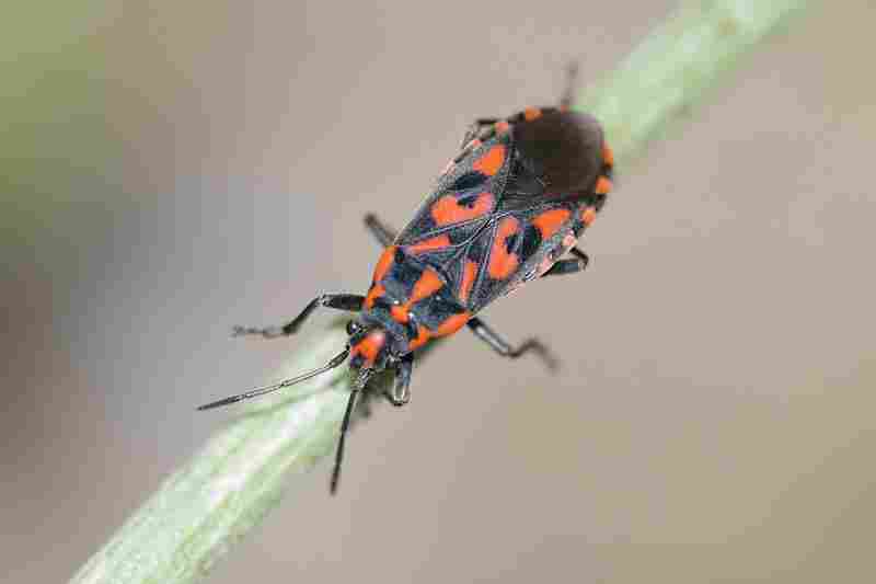 Agrandir spisax_6422.JPG