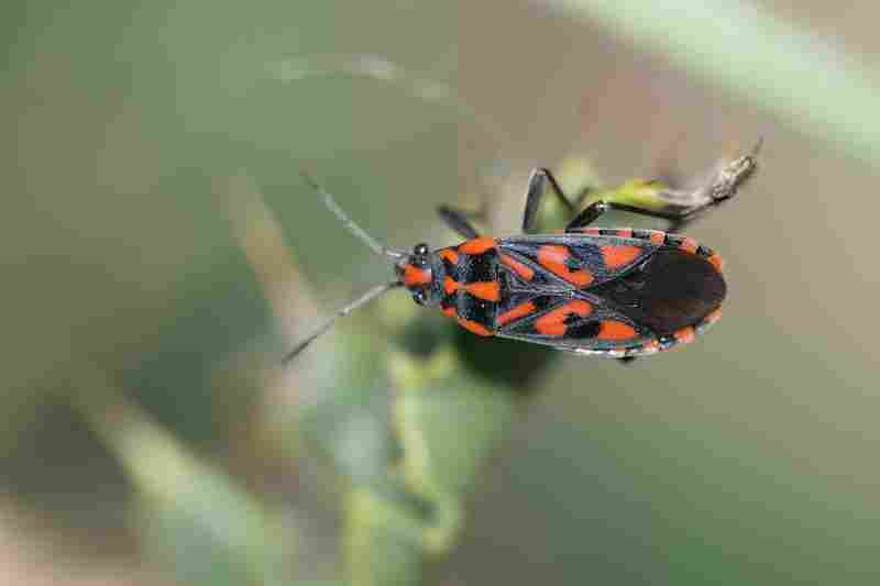 Agrandir spisax_6423.JPG