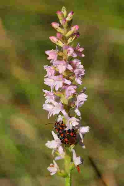Agrandir spisax_6850.JPG