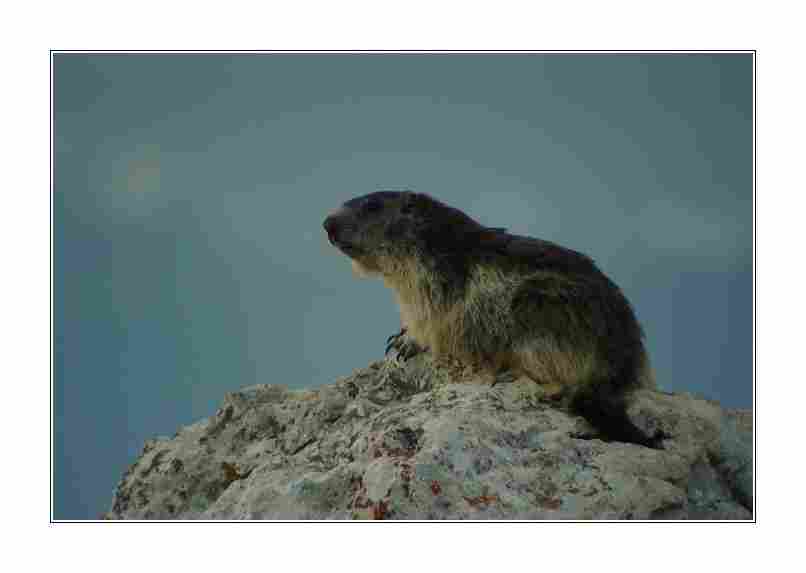 Agrandir marmotte01577.jpg