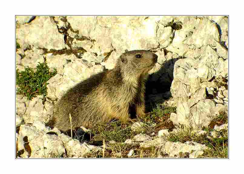 Agrandir marmotte02306.jpg