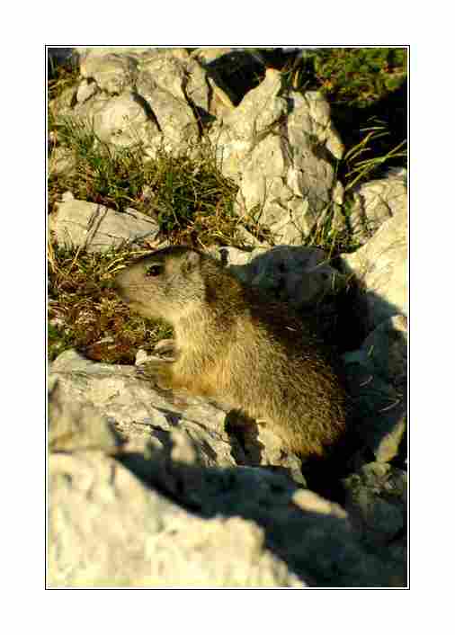 Agrandir marmotte02367.jpg