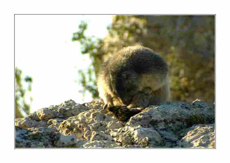 Agrandir marmotte02829.jpg
