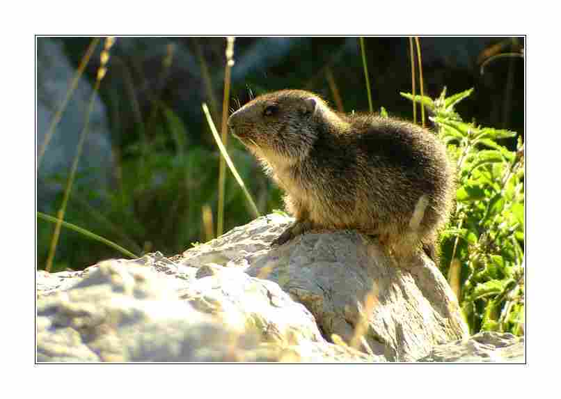 Agrandir marmotte02850.jpg