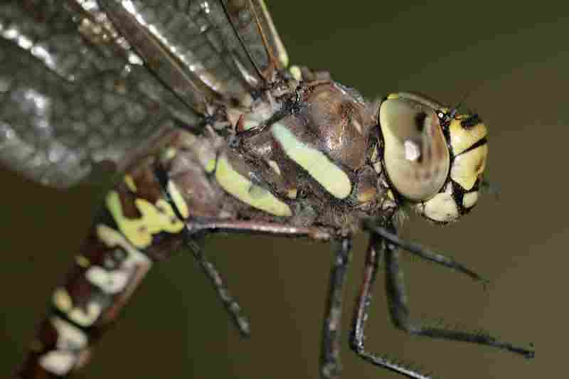Agrandir aesjun_6944.JPG