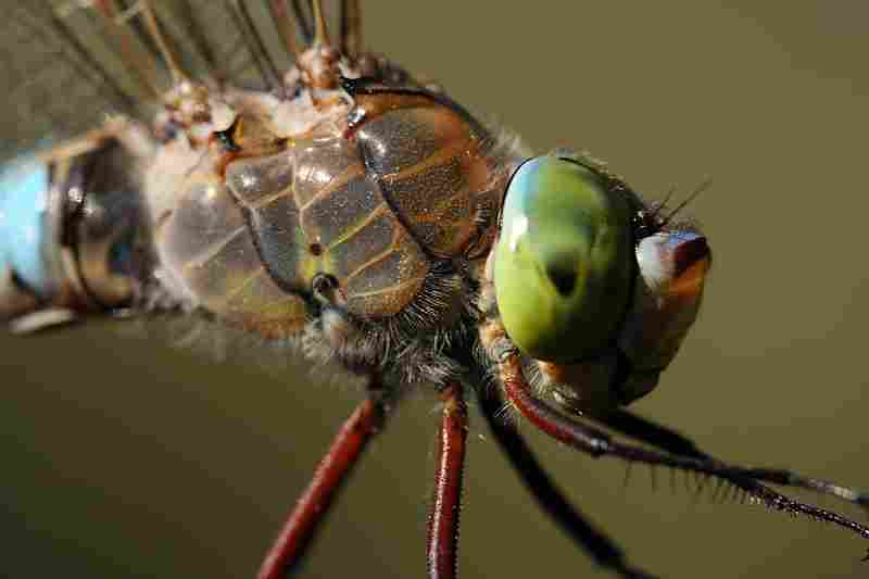 Agrandir anapar_0861.JPG