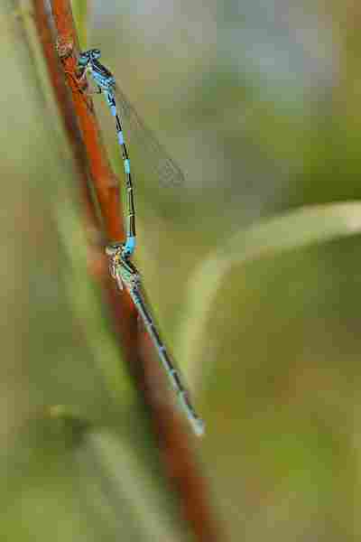 Agrandir coecoe_6353.JPG
