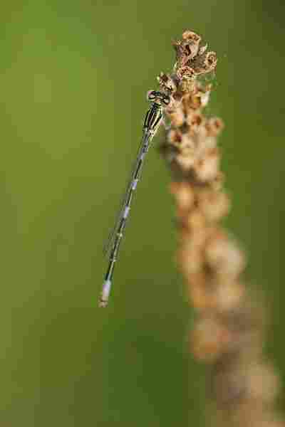 Agrandir coecoe_6424.JPG