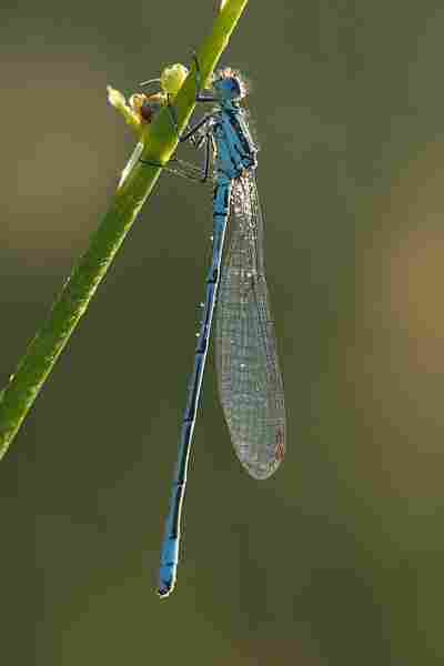 Agrandir coepue_5046.JPG