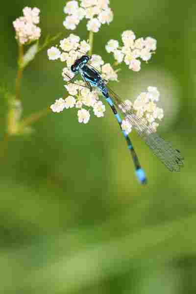 Agrandir coepul_2959.JPG