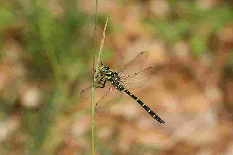 Agrandir corbid_8554.JPG