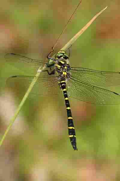 Agrandir corbid_8556.JPG
