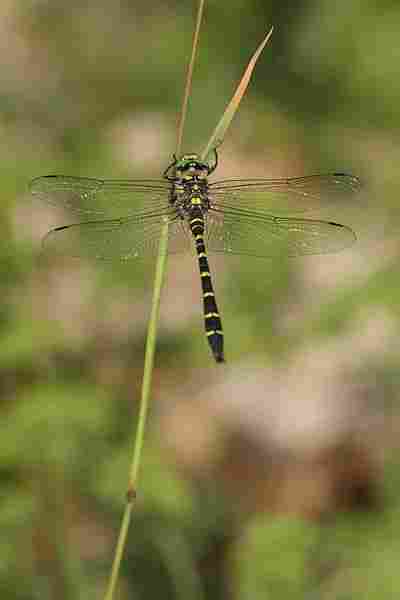 Agrandir corbid_8557.JPG