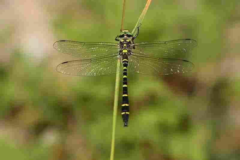 Agrandir corbid_8558.JPG