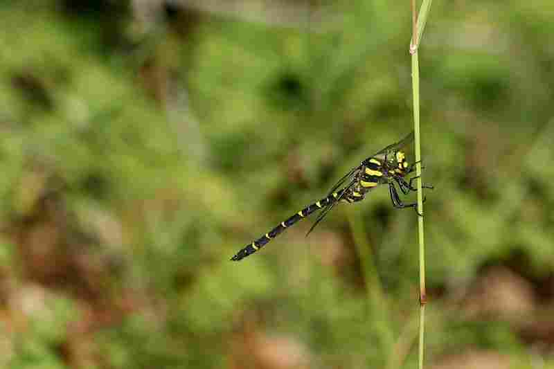 Agrandir corbid_8565.JPG