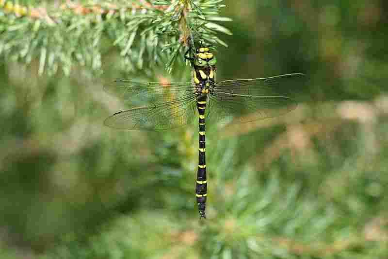 Agrandir corbid_8574.JPG