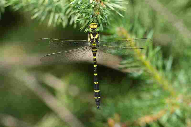 Agrandir corbid_8578.JPG