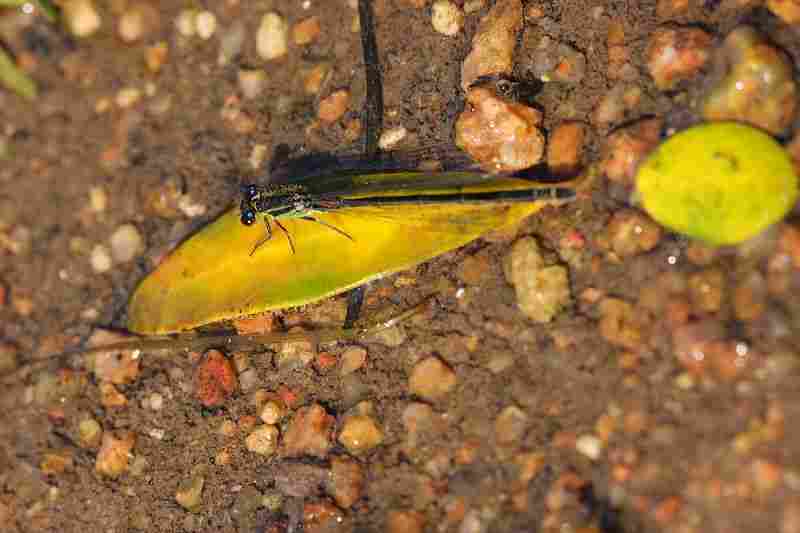 Agrandir iscgen_0838.JPG