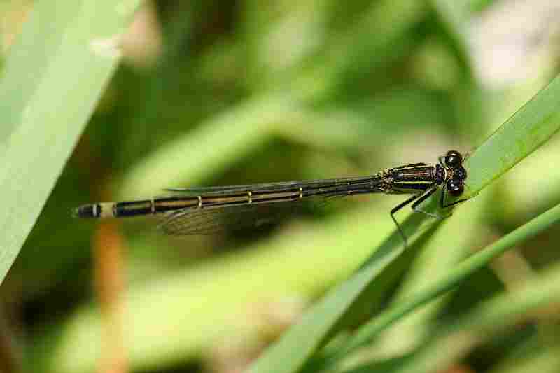 Agrandir iscgen_6569.JPG