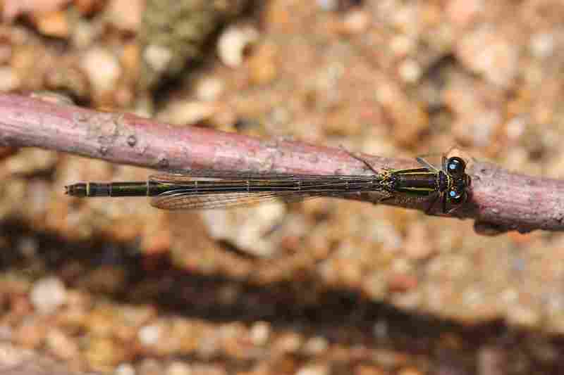 Agrandir iscgen_8820.JPG