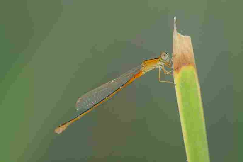 Agrandir iscpum_3458.JPG