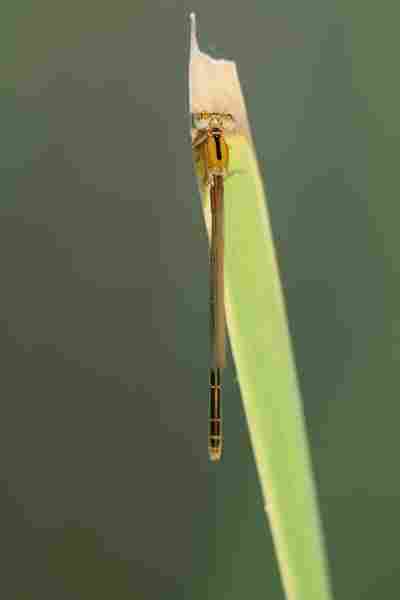 Agrandir iscpum_3465.JPG