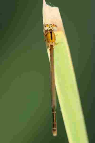 Agrandir iscpum_3468.JPG