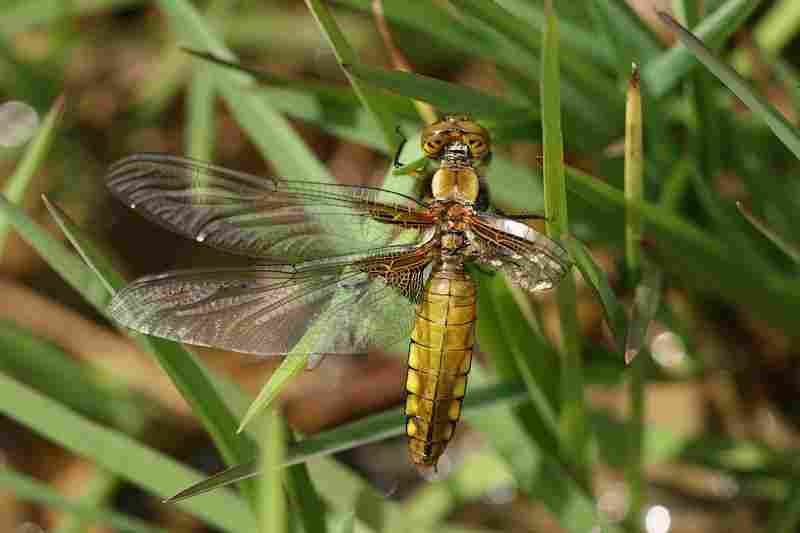 Agrandir libdep_7450.JPG