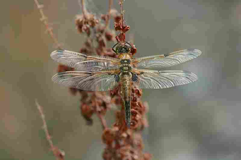 Agrandir libqua_8955.JPG