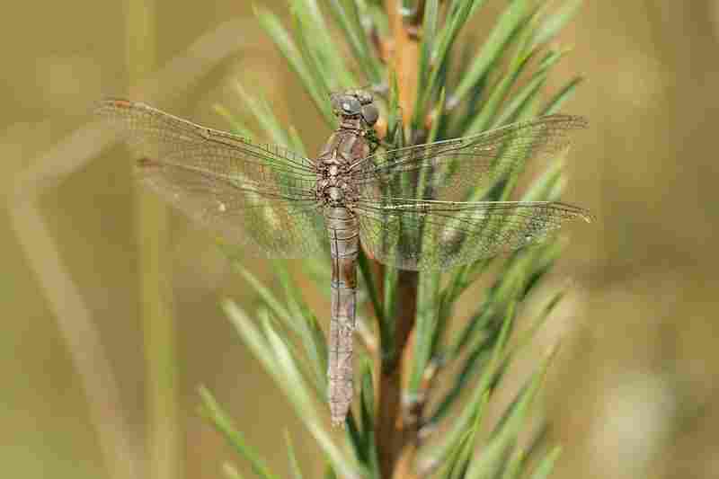 Agrandir ortcoe_5303.JPG