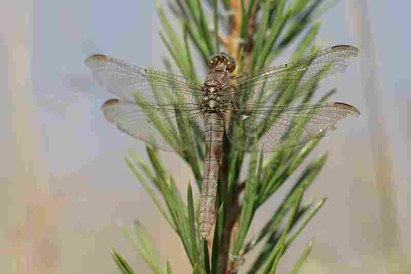 Agrandir ortcoe_5308.JPG