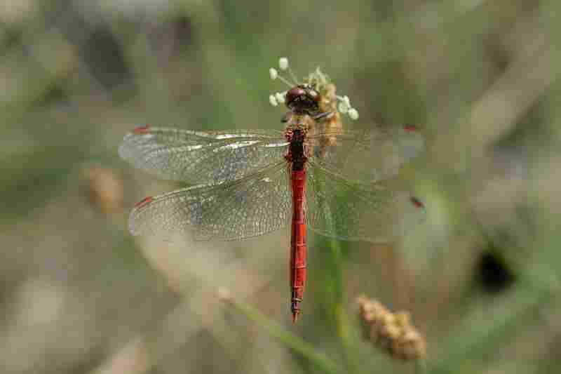 Agrandir symdep_8840.jpg