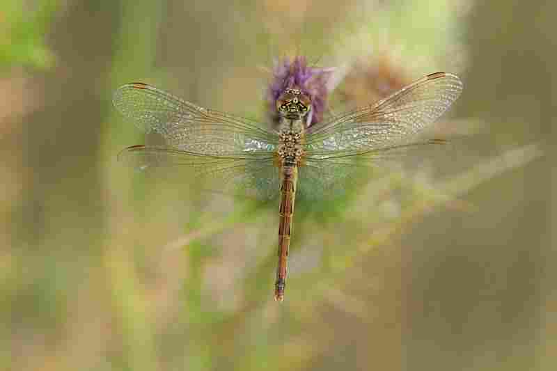 Agrandir symdep_8859.jpg