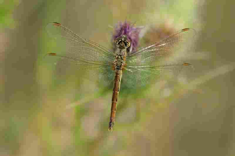 Agrandir symdep_8873.jpg