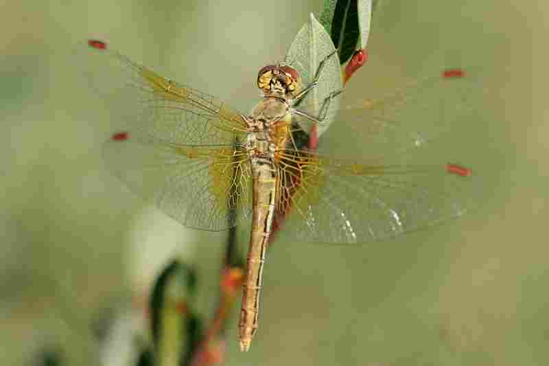 Agrandir symfla_2768.JPG