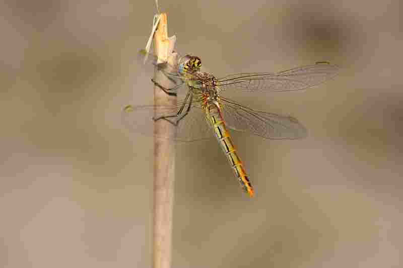 Agrandir symfon_0096.JPG