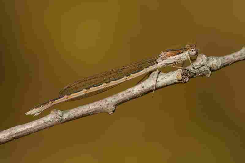 Agrandir symfus_0649.JPG