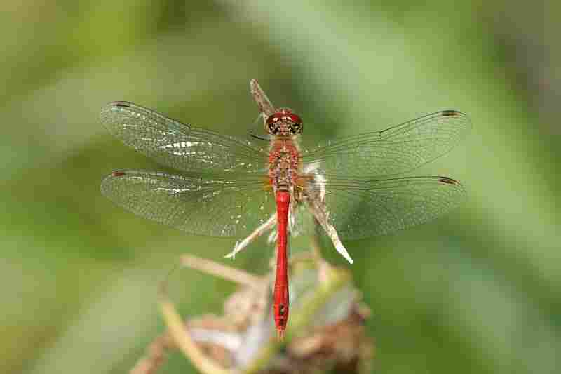 Agrandir symsan_3808.JPG