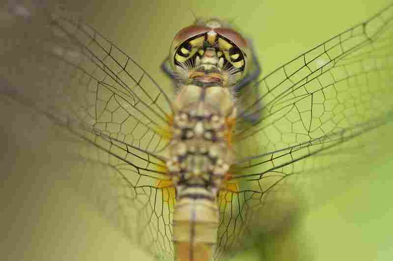 Agrandir symsan_4319.JPG
