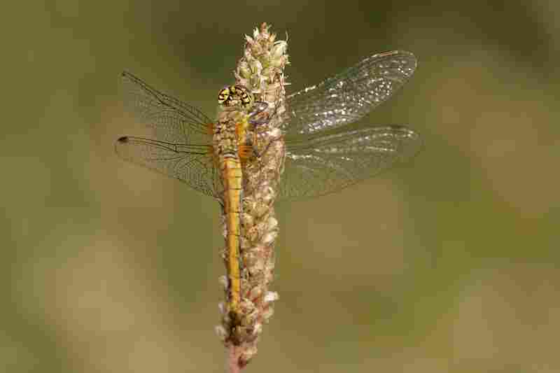 Agrandir symsan_5247.JPG