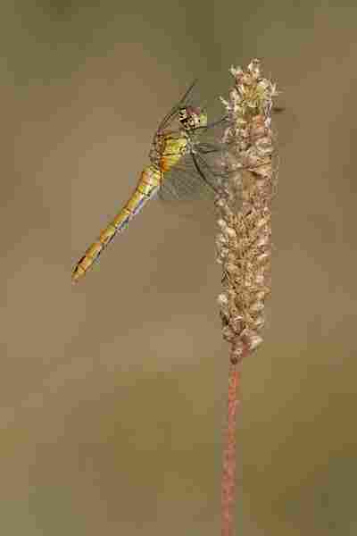 Agrandir symsan_5254.JPG