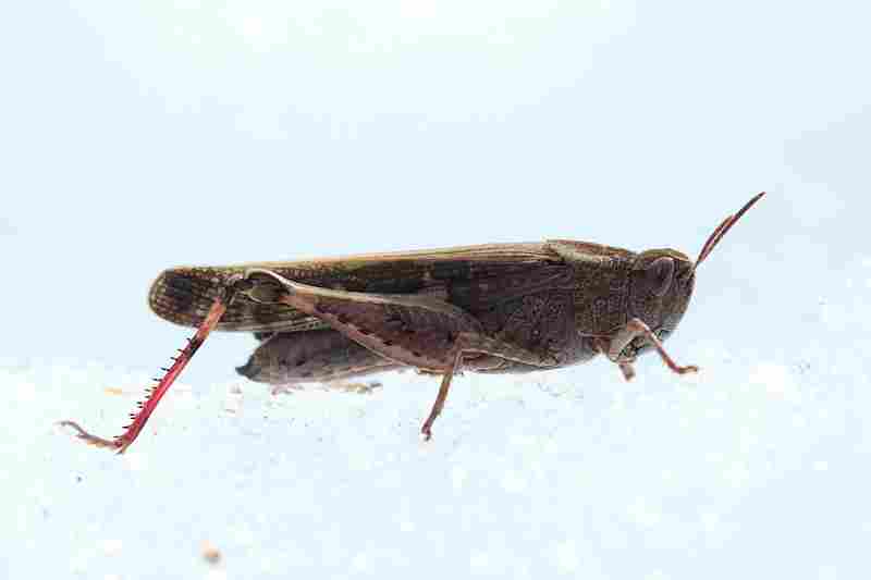 Agrandir aiostr_3701.JPG