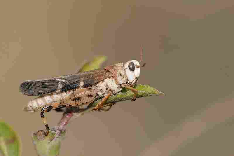 Agrandir aiostr_7296.JPG