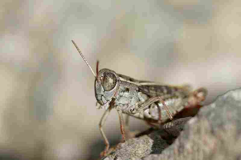 Agrandir calsic_9534.jpg